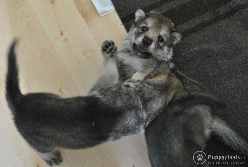 Saarlooswolfhond Puppies: Saarlooswolfhond Stamboom Pups Saarloos Wolfhond Breed