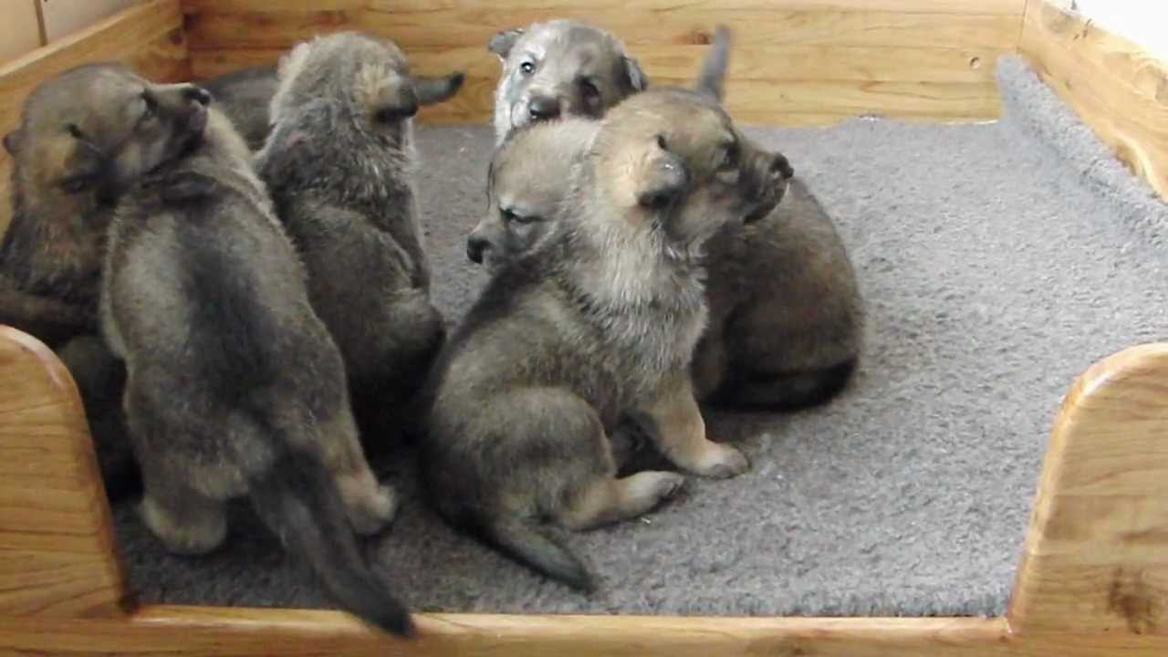 Saarlooswolfhond Puppies: Saarlooswolfhond Watch Breed