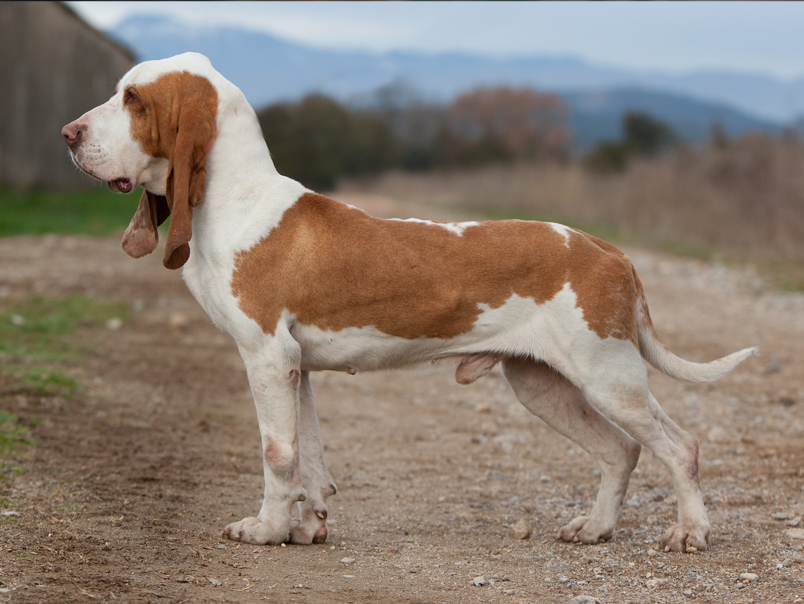 Sabueso Español Puppies: Sabueso Pudelpointers Dogs Bogie Breed
