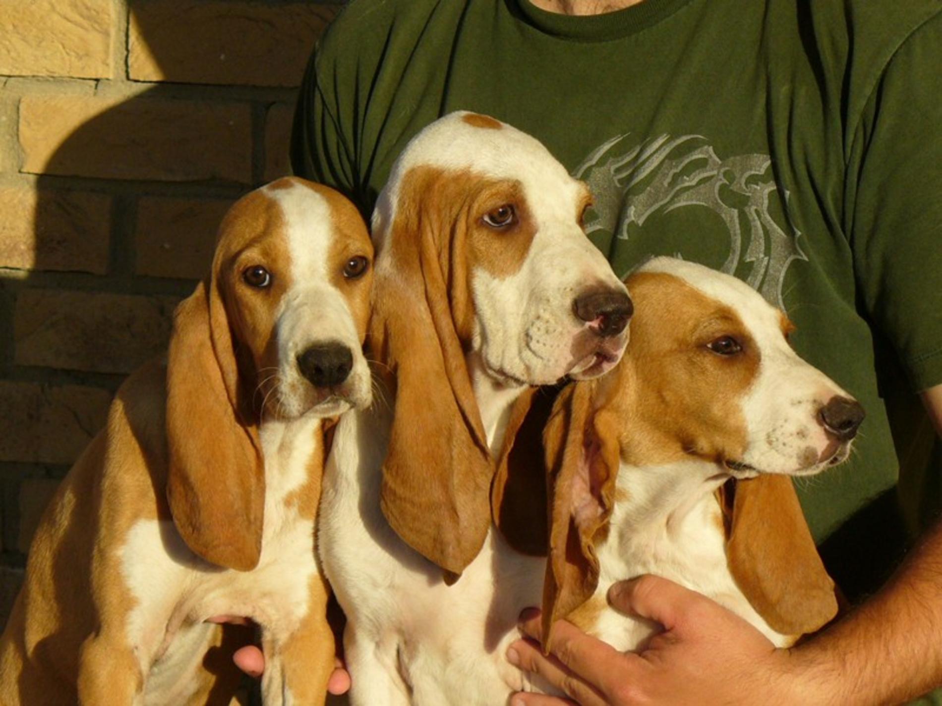 Sabueso Español Dog: Sabueso Spanish Beagle Dogs Free Pet Category Dog Hd Breed