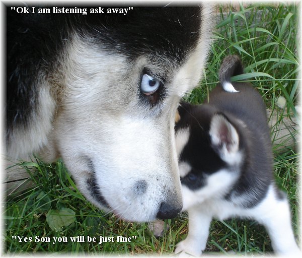Sakhalin Husky Puppies: Sakhalin Facts About Husky Dogs Breed