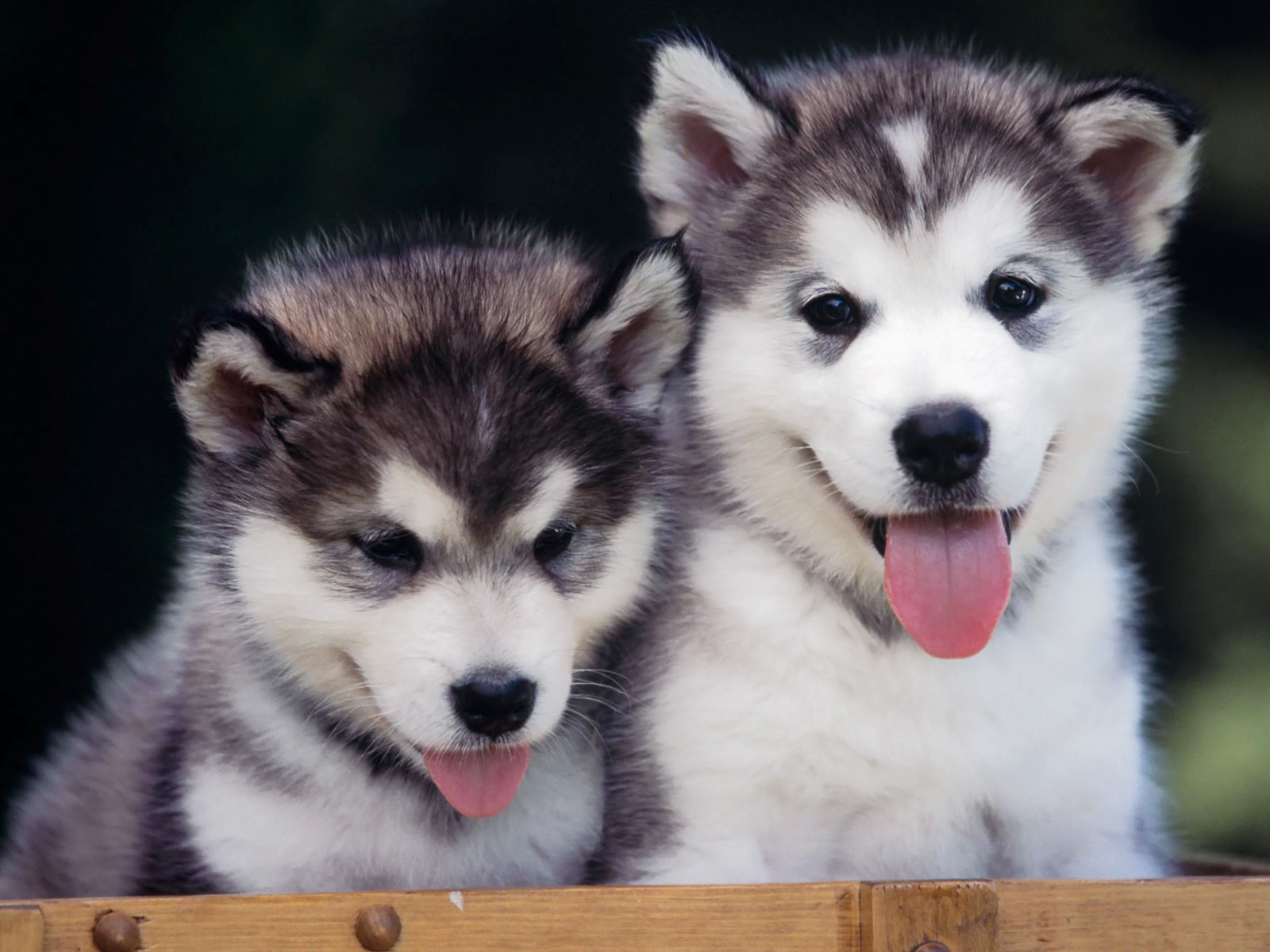 Sakhalin Husky Puppies Puppy Dog Gallery