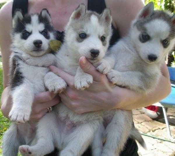Sakhalin Husky Puppies: Sakhalin Siberian Husky Puppies With Blue Eyes Breed