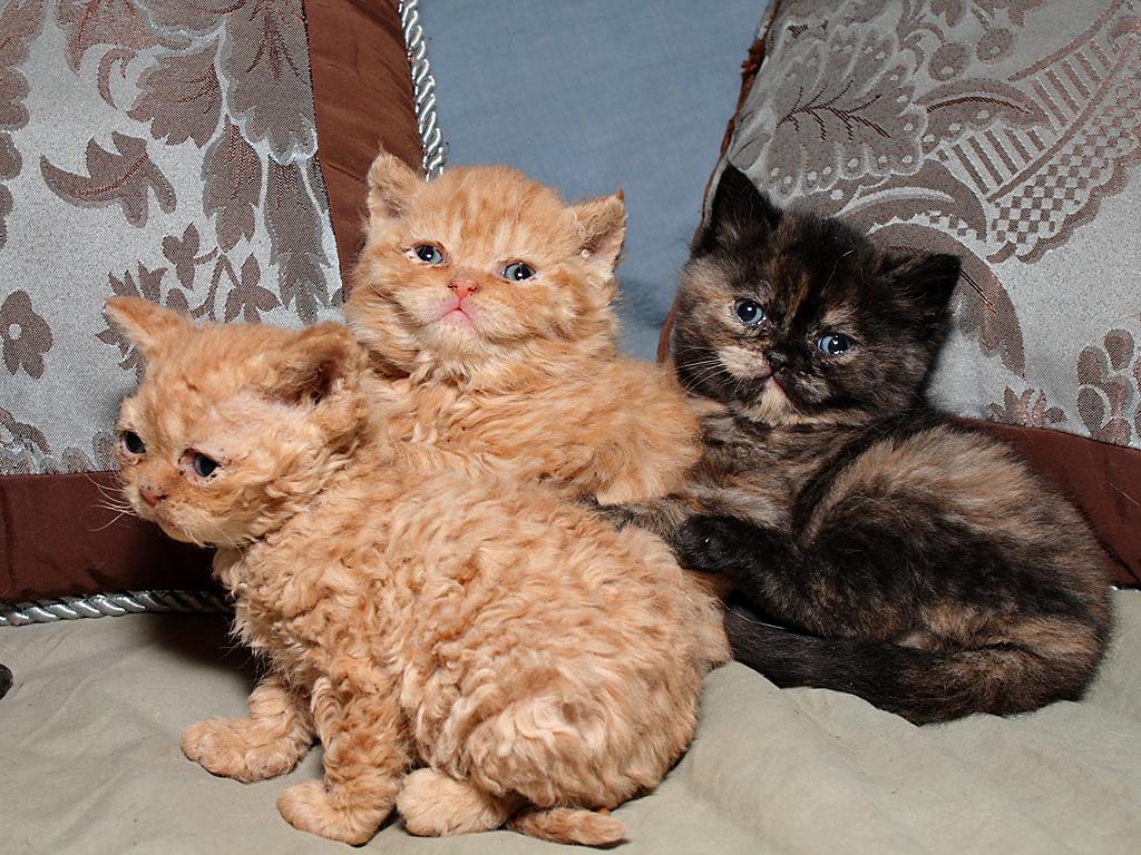 Sam Sawet Kitten: Sam Selkirk Rex Kittens Breed