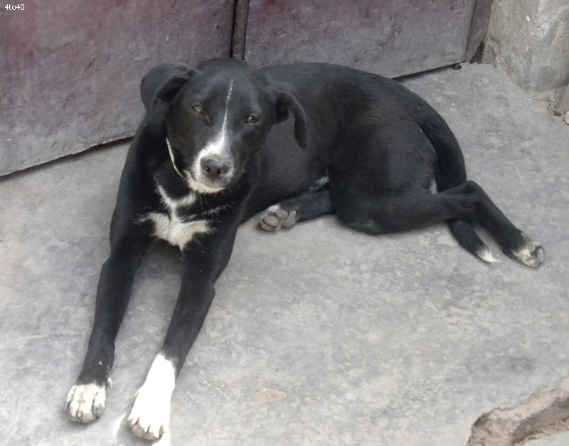 Santal Hound Dog: Santal Assamese Pariah Dog Breed