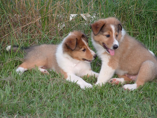 Scotch Collie Puppies: Scotch Puppies Breed