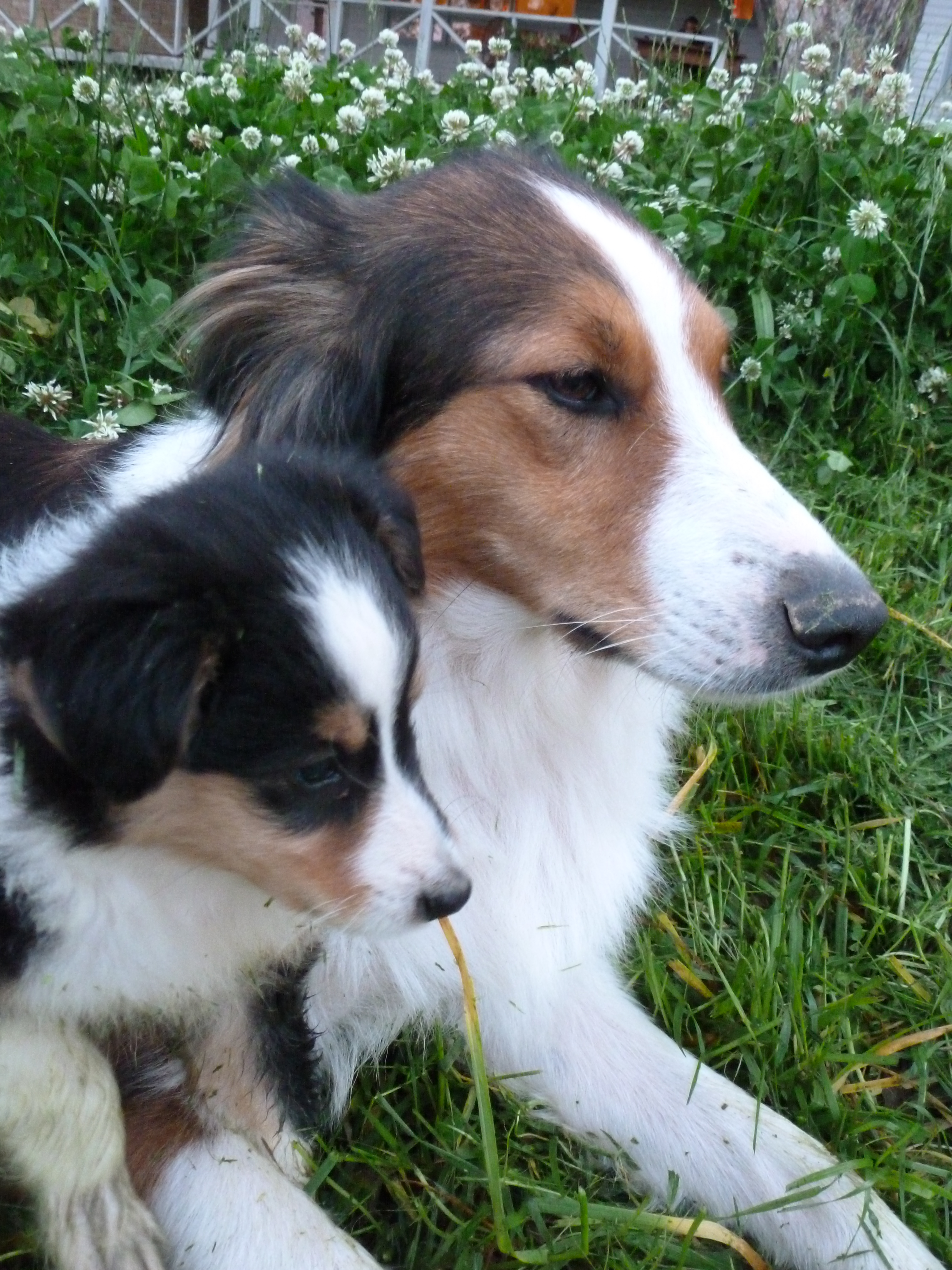 Scotch Collie Dog: Scotch Scotch Collie Dog With Her Puppy Breed