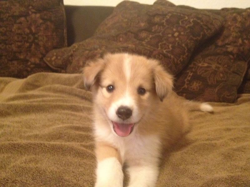 Scotch Collie Puppies: Scotch Two Males Puppies Still Available Breed