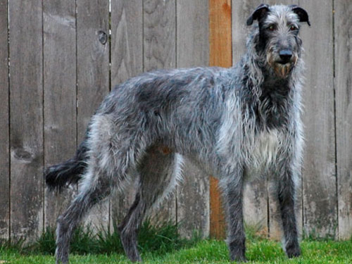 Scottish Deerhound Dog: Scottish Pictures Breed