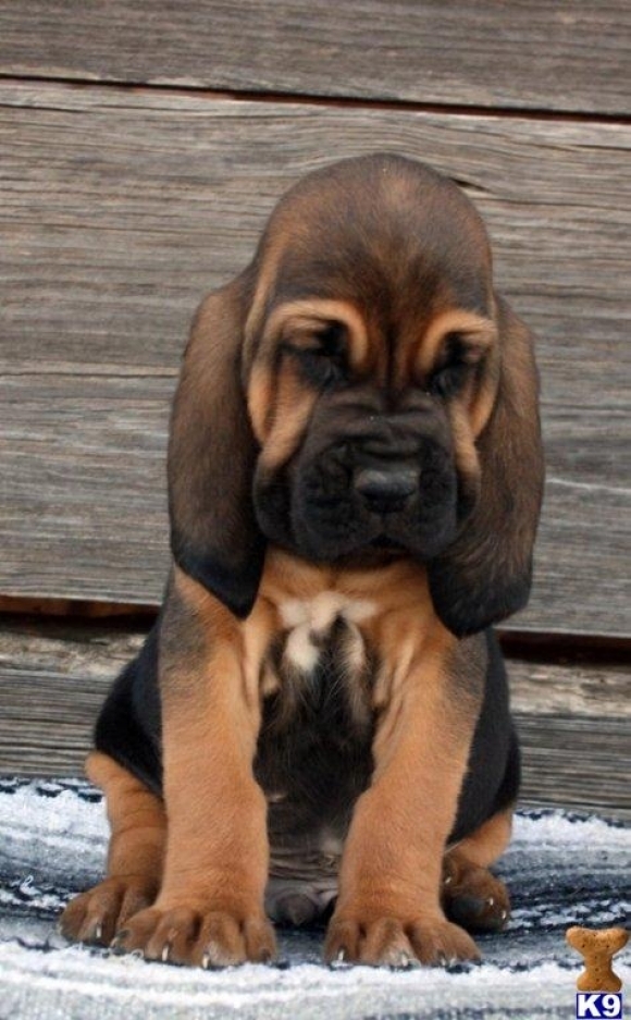 Serbian Hound Puppies: Serbian Bloodhound Puppy Breed