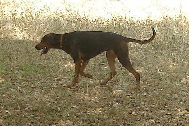 Serbian Hound Dog: Serbian Serbianhound Breed