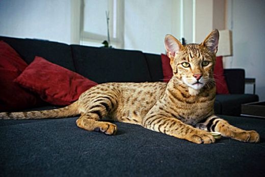 Serrade Petit Kitten: Serrade Savannah Cat On A Couch Breed
