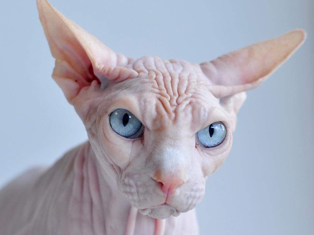 Serrade Petit Kitten: Serrade Sphynx With Blue Eyes Breed
