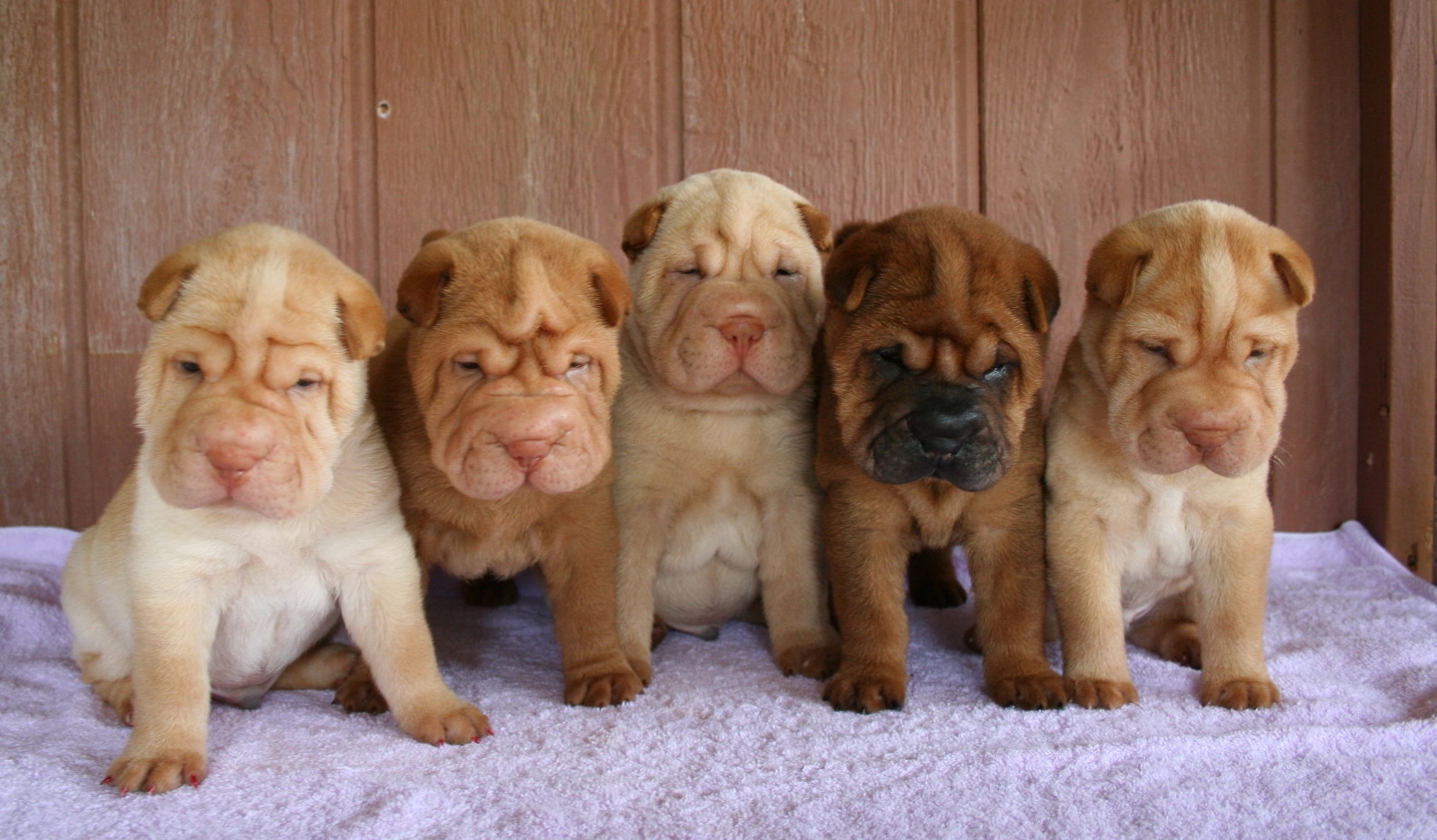 Shar Pei Puppies: Shar Shar Pei Dog Puppies Breed