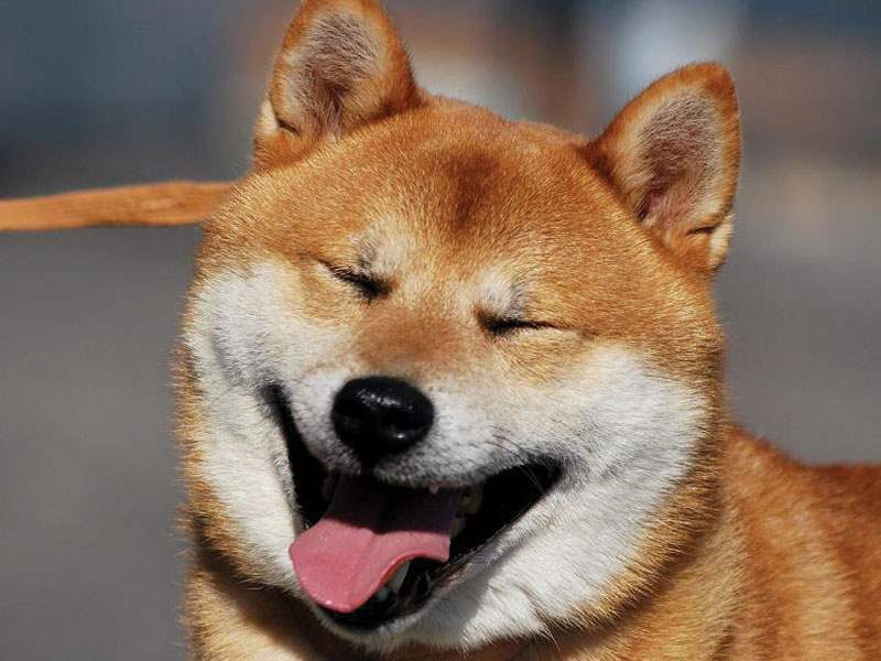 Shiba Inu Dog: Shiba Funny Shiba Inu Dog Showing Smiley Face Puppies Breed
