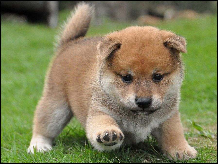 Shiba Inu Dog: Shiba Meet The Smallest And The Cutest Dogs Ever Breed