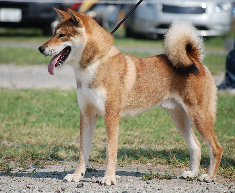 Shikoku Ken Dog: Shikoku Appearance Breed