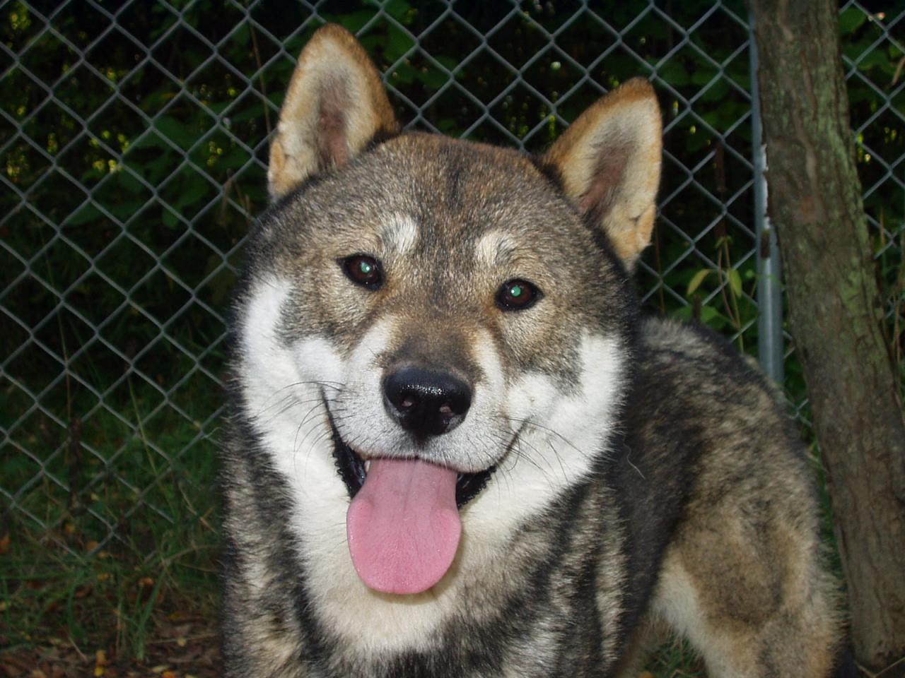 Shikoku Ken Dog: Shikoku Happy Shikoku Dog Face Breed