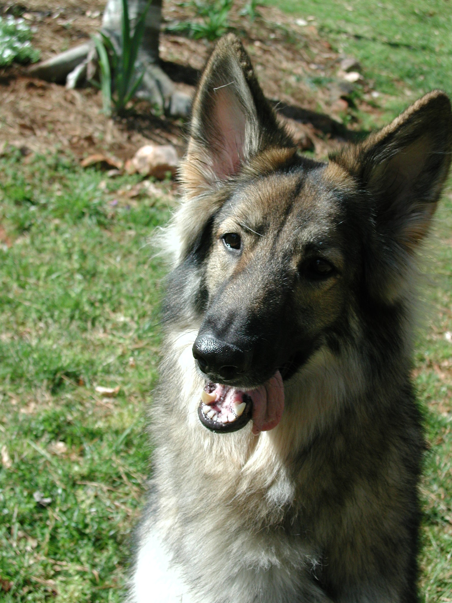Shiloh Shepherd Dog: Shiloh Shiloh Shepherd Dog Face Breed
