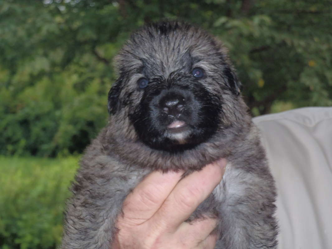 Shiloh Shepherd Puppies: Shiloh Shiloh Shepherd Puppies For Sale Breed