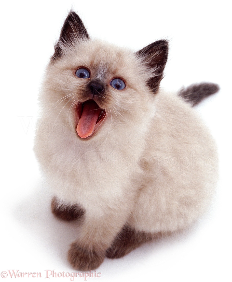 Siamese Kitten: Siamese Hitarek Breed