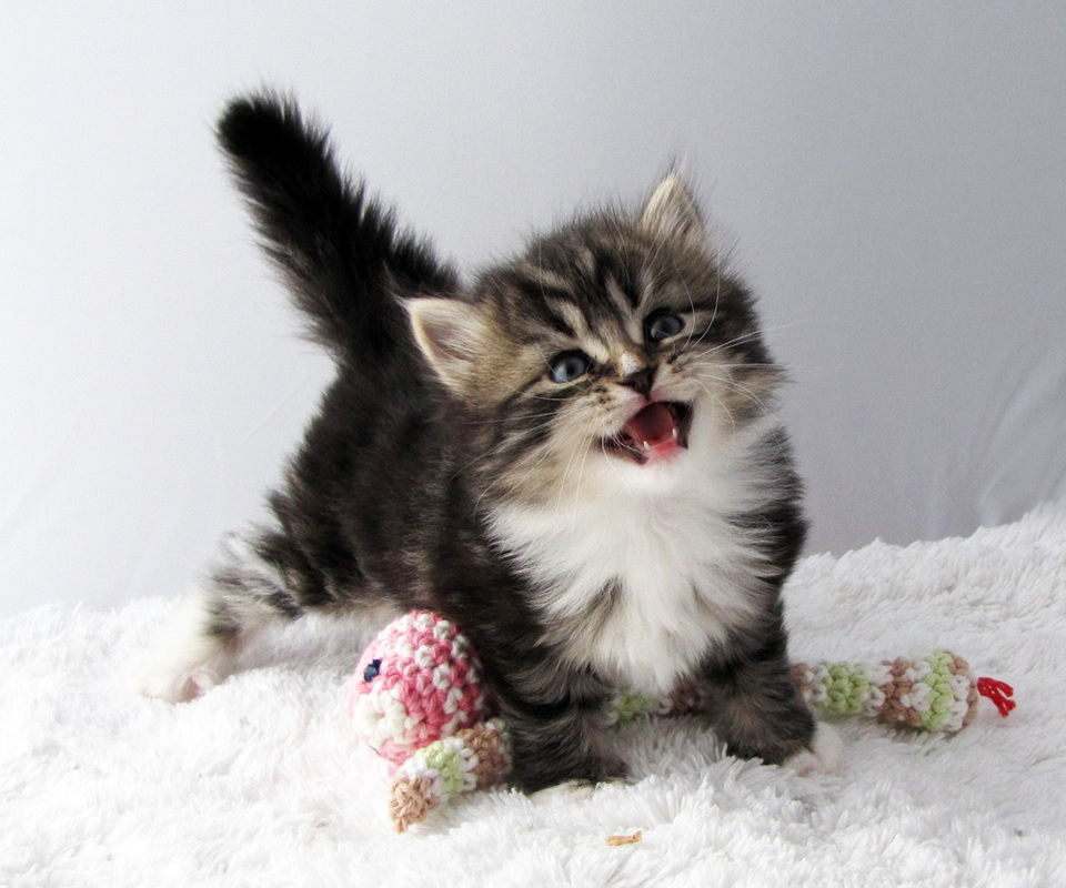 Siberian Kitten: Siberian Before You Buy A Siberian Breed