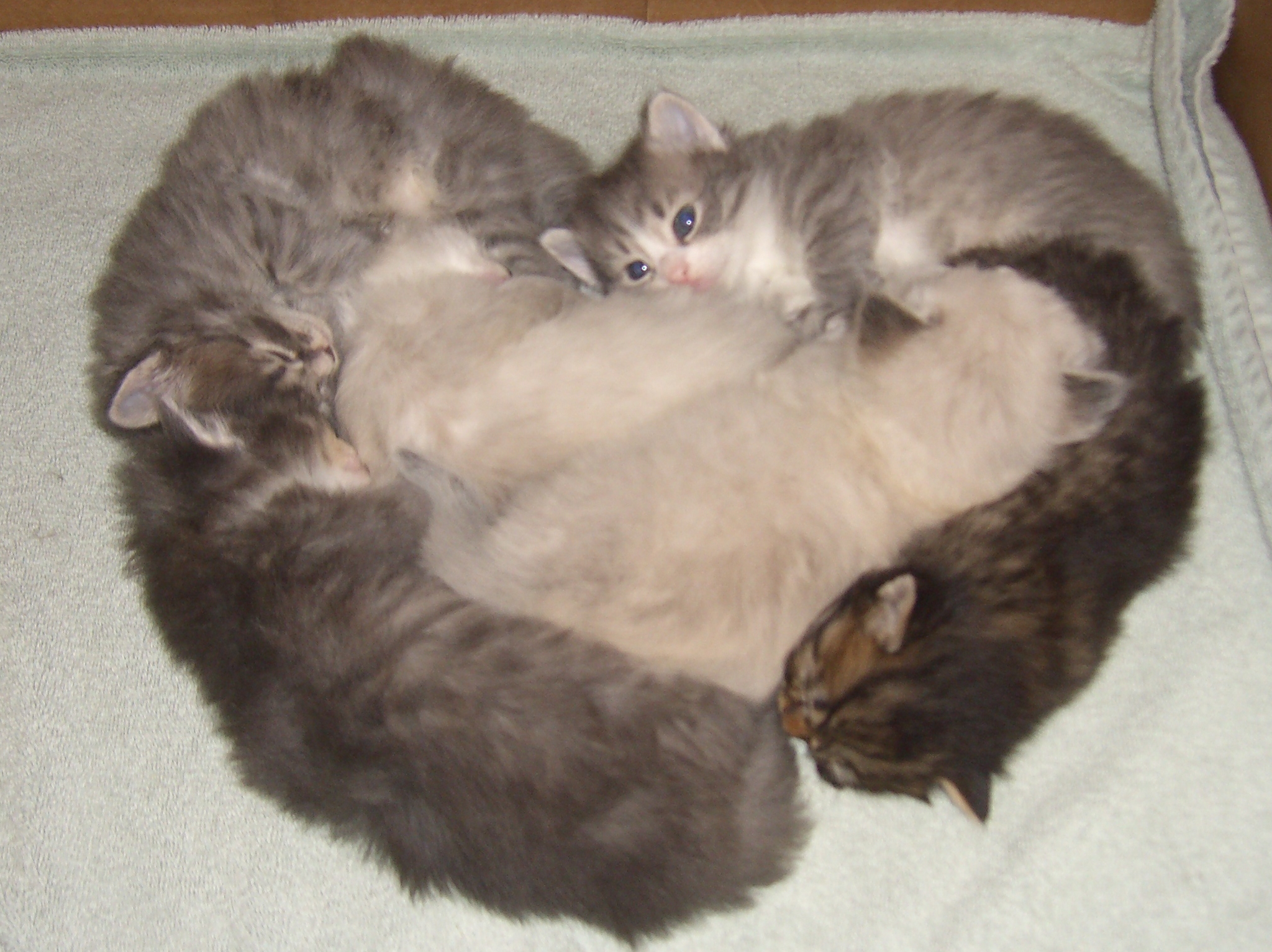 Grey Siberian Cat For Sale