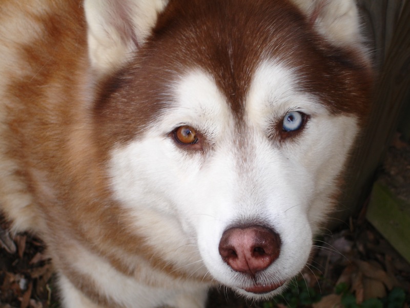 Siberian Husky Dog: Siberian Husky Eye Colour Examples Breed