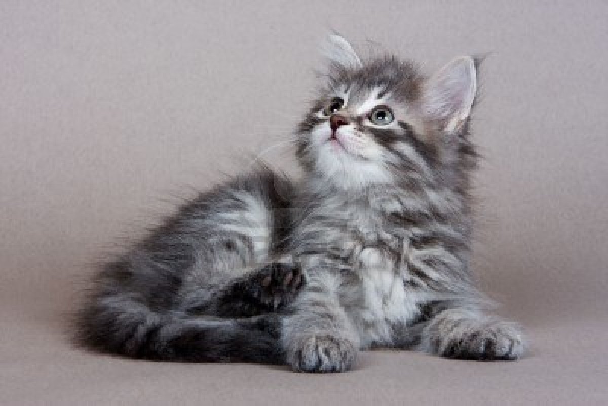 Siberian Kitten: Siberian Most Beautiful Grey Siberian Cat S And S Breed