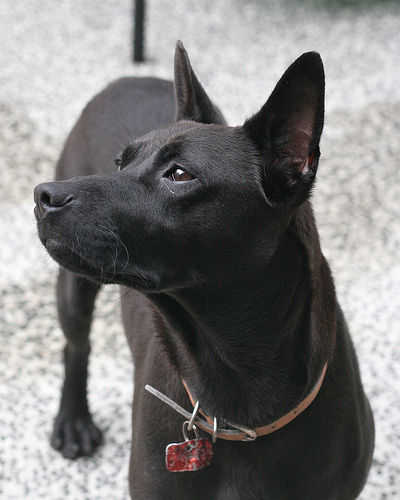 Taiwan Dog: Sightings Black Taiwan Dogs Breed