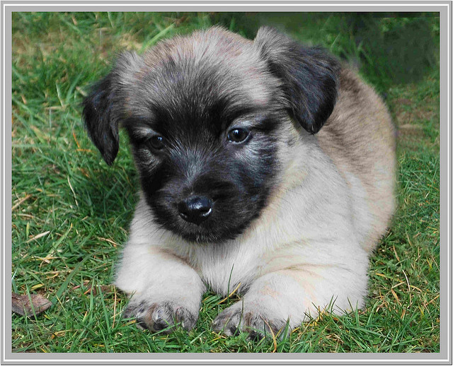 Skye Terrier Puppies: Skye Breed