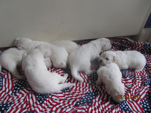Slovak Cuvac Puppies: Slovak Slovensky Cuvac Puppies For Sale Breed