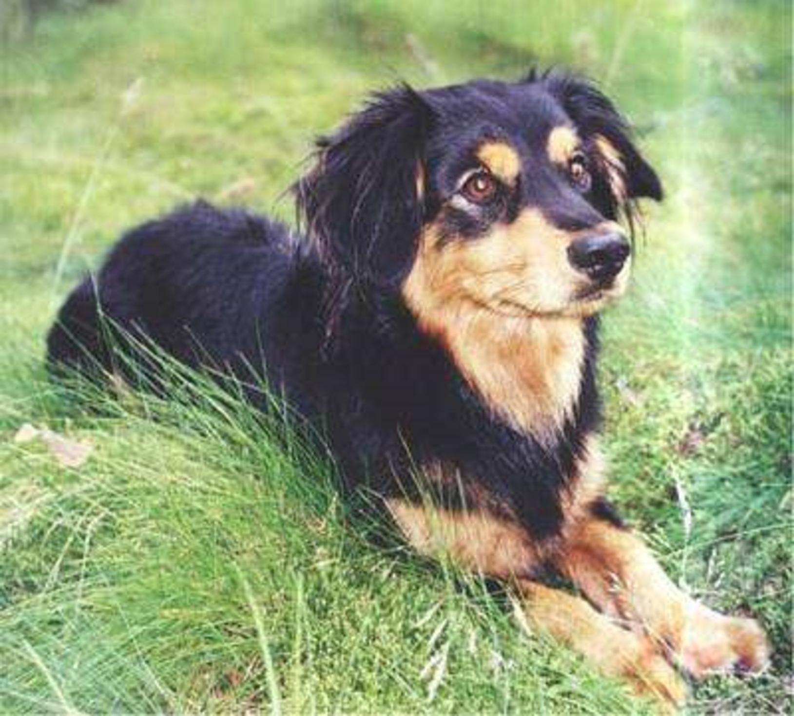 Small Greek Domestic Dog: Small Cute Small Greek Domestic Dog Breed