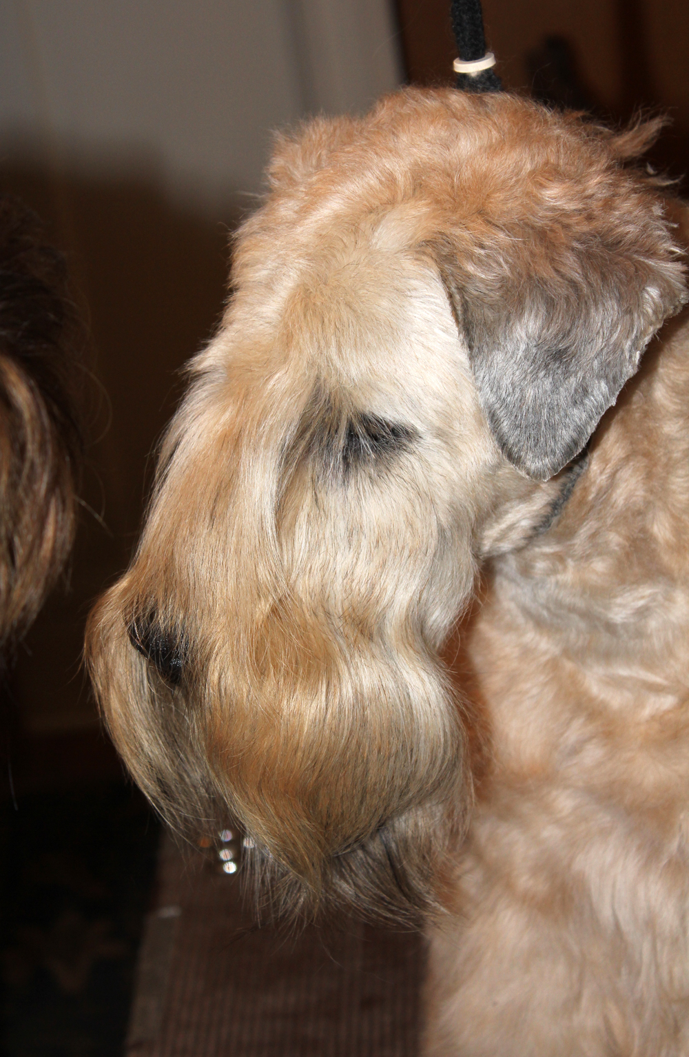 Soft-Coated Wheaten Terrier Dog: Soft Coated Soft Coated Wheaten Terrier Study Head Breed