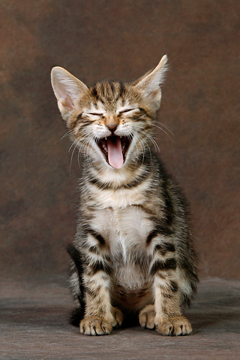 Sokoke Kitten: Sokoke Laughing Sokoke Kitten Breed