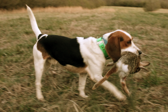 Southern Hound Dog: Southern Beagle First Rabbit Breed