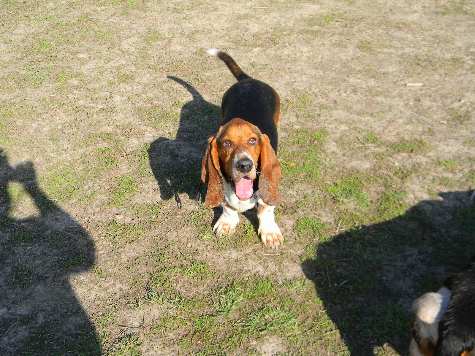 Southern Hound Dog: Southern Beauregard Dignified Southern Basset Breed