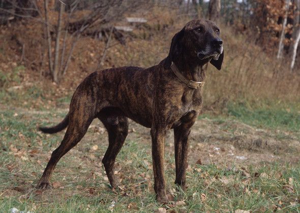 Southern Hound Dog: Southern Breed