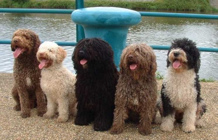 spanish water dog dog breeds