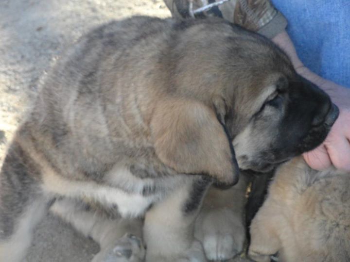 Spanish Mastiff Puppies: Spanish Index Breed