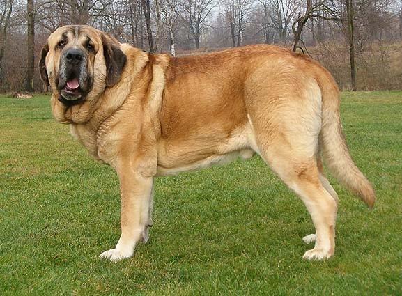 Spanish Mastiff Dog: Spanish S Breed
