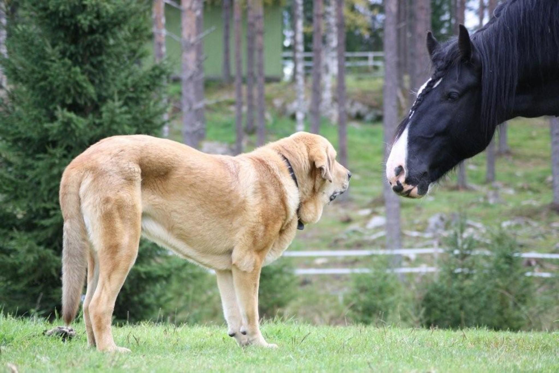 Spanish Mastiff Dog: Spanish Spanish Mastiff Dog And The Horse Breed