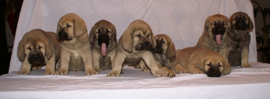 Spanish Mastiff Puppies: Spanish Spanish Mastiff Puppies For Sale Breed