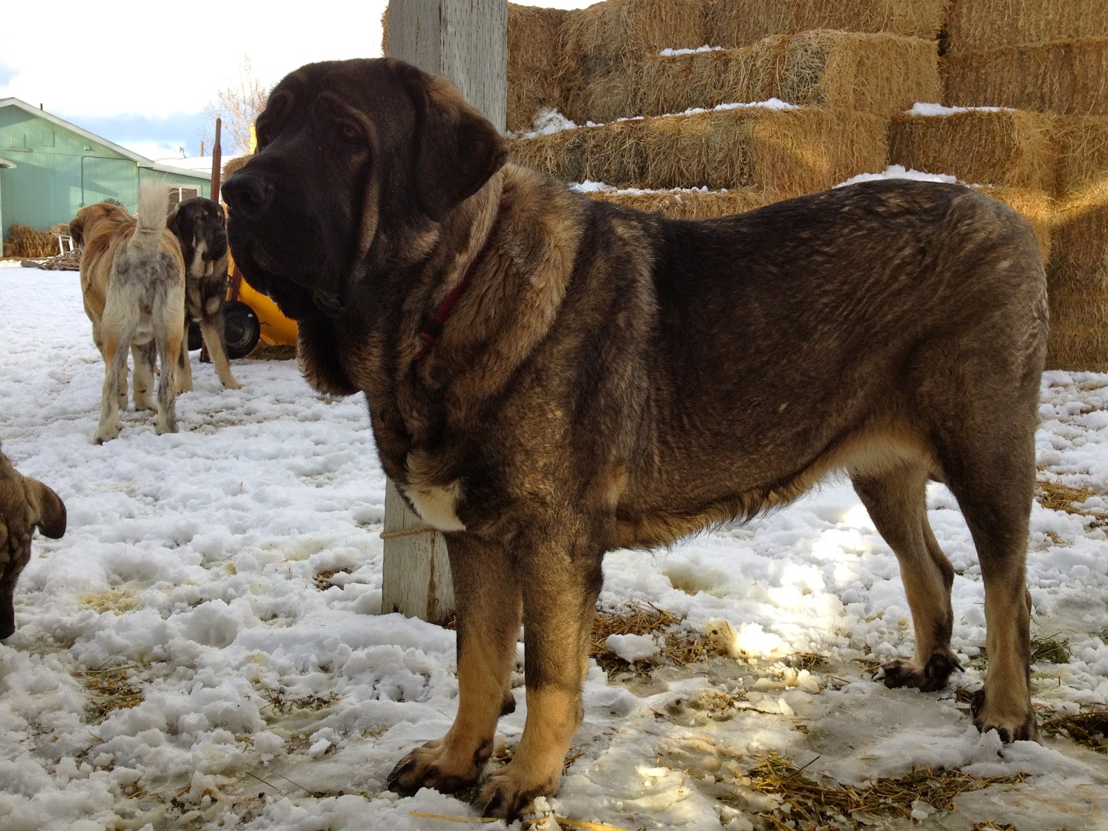 Spanish Mastiff Dog: Spanish Will Real Spanish Mastiff Please Stand Breed