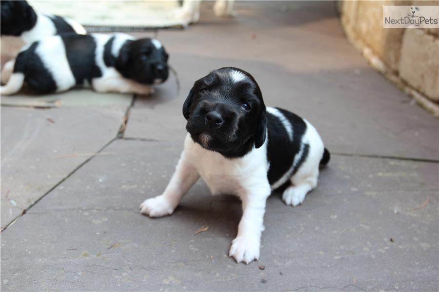 Stabyhoun Puppies: Stabyhoun Acefe A Breed