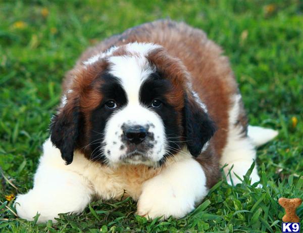 St. Bernard Puppies: St. Saint Bernard Dog Breed Breeeding Tips And Dog Vitamins
