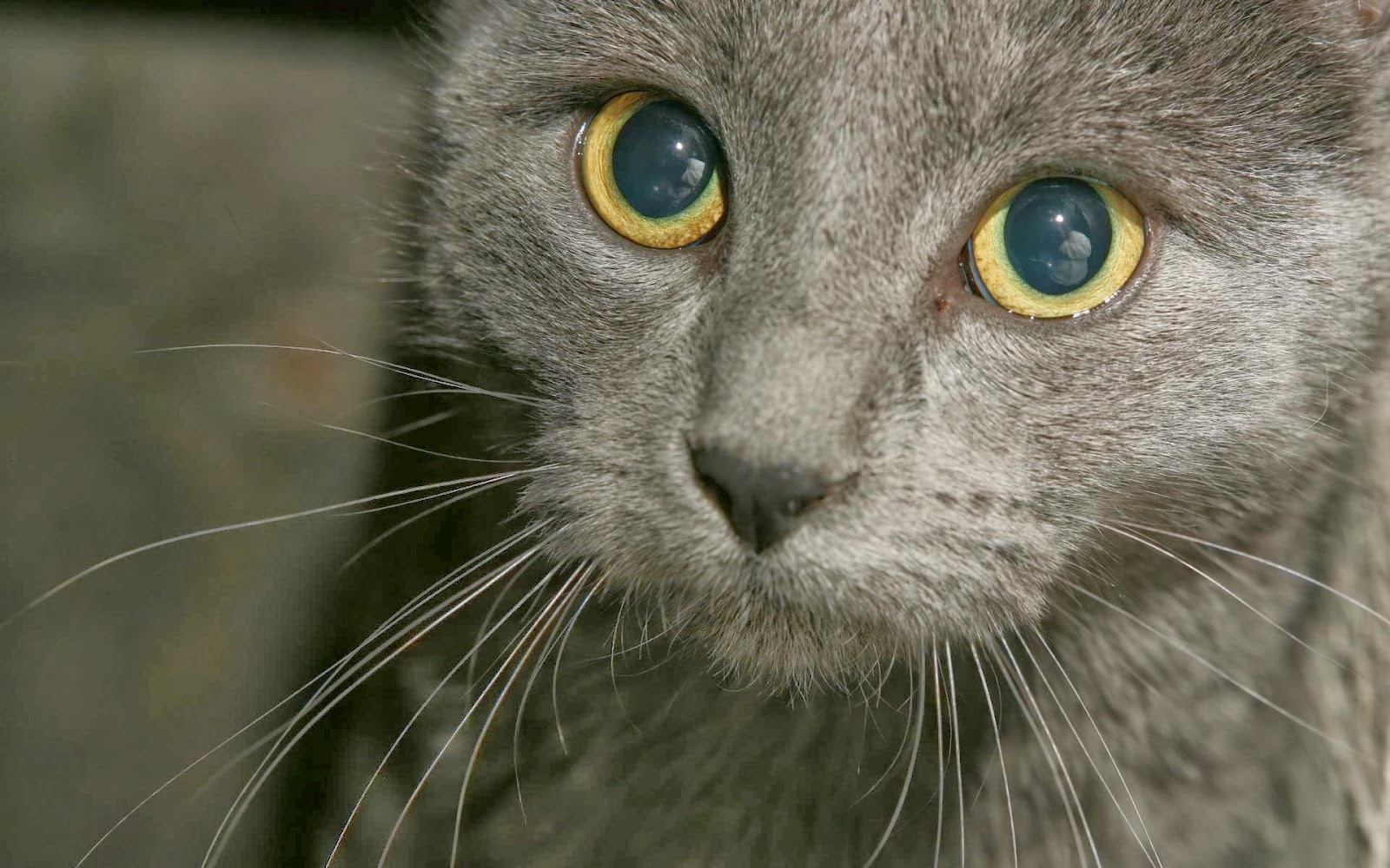 Suphalak Kitten: Suphalak Burmese Cat Wikipedia The Free Encyclopedia Breed