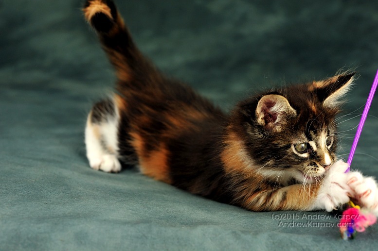 Suphalak Kitten: Suphalak Fine Caliby Kittens Merriment Breed