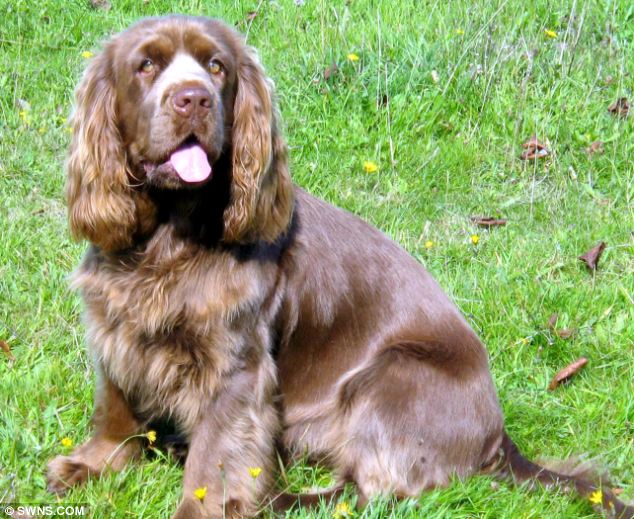 Sussex Spaniel Dog: Sussex Breeders Step Save Threatened Sussex Spaniels Extinction Registered Numbers Dog Fall Danger Level