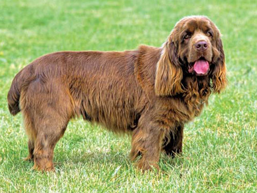 Sussex Spaniel Dog: Sussex Open Breed